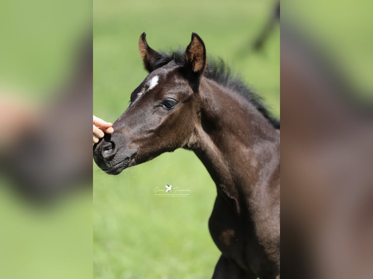 Deutsches Reitpony Hengst  Rappe in Neuenkirchen-V&#xF6;rden