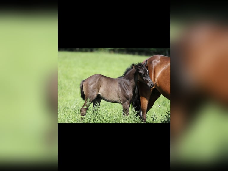 Deutsches Reitpony Hengst  Rappe in Neuenkirchen-V&#xF6;rden