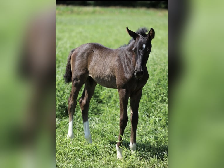 Deutsches Reitpony Hengst  Rappe in Neuenkirchen-V&#xF6;rden
