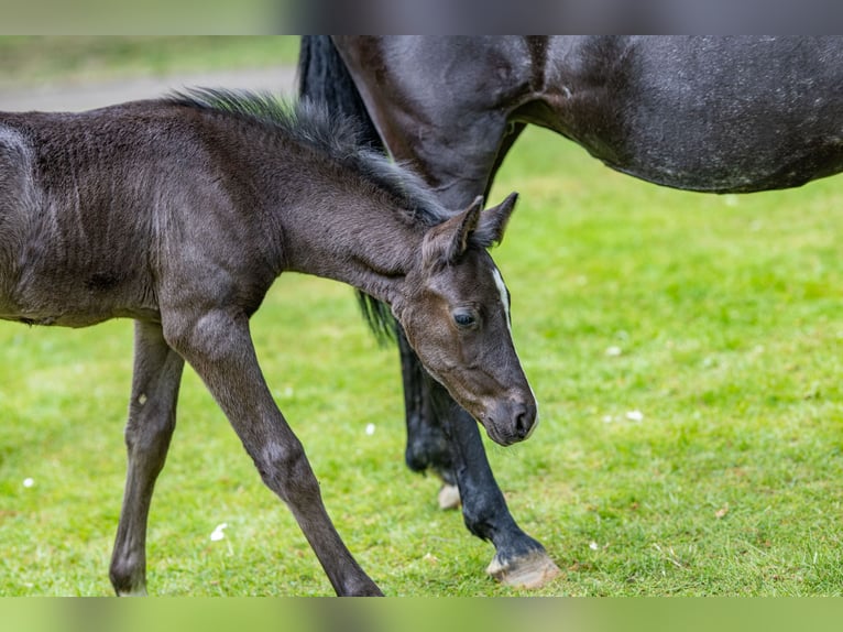 Deutsches Reitpony Hengst  Rappe in Burgwedel