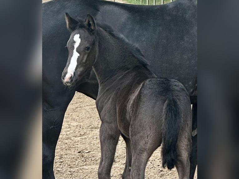Deutsches Reitpony Hengst  Rappe in Burgwedel