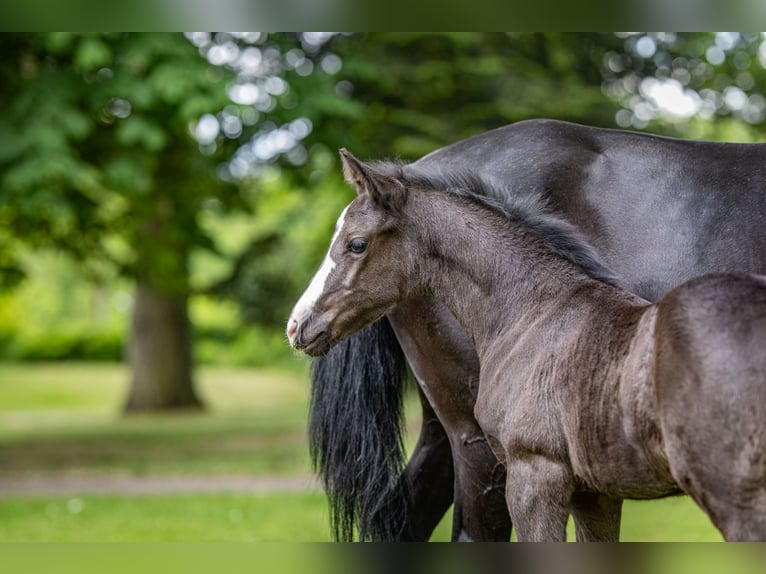 Deutsches Reitpony Hengst  Rappe in Burgwedel