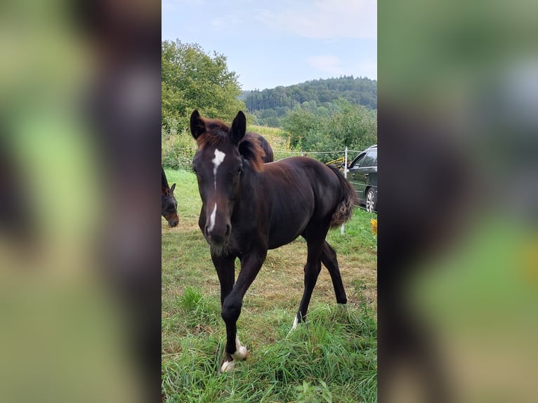 Deutsches Reitpony Mix Hengst Fohlen (03/2024) Rappe in Bodenfelde