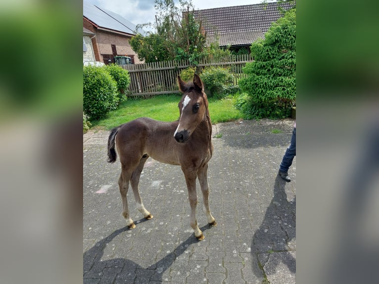 Deutsches Reitpony Mix Hengst Fohlen (03/2024) Rappe in Bodenfelde