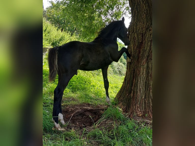 Deutsches Reitpony Mix Hengst Fohlen (03/2024) Rappe in Bodenfelde