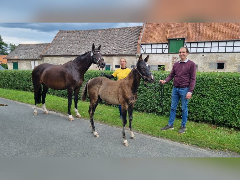 Deutsches Reitpony Mix Hengst Fohlen (03/2024) Rappe in Bodenfelde