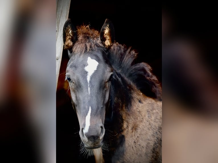 Deutsches Reitpony Mix Hengst Fohlen (03/2024) Rappe in Bodenfelde