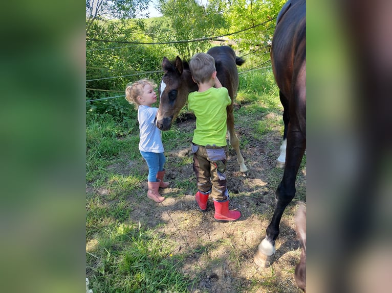 Deutsches Reitpony Mix Hengst Fohlen (03/2024) Rappe in Bodenfelde