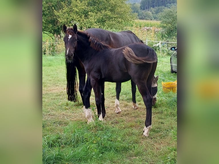 Deutsches Reitpony Mix Hengst Fohlen (03/2024) Rappe in Bodenfelde