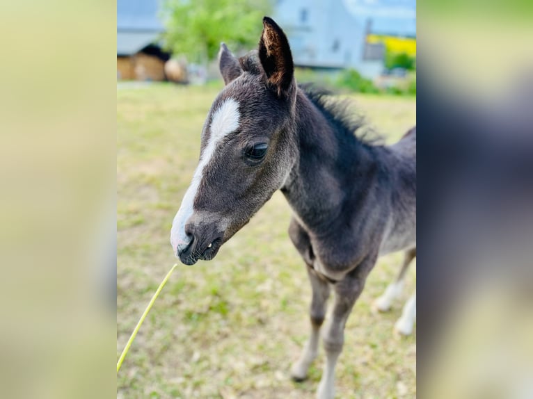 Deutsches Reitpony Hengst  Rappe in Reichenbach/Vogtland
