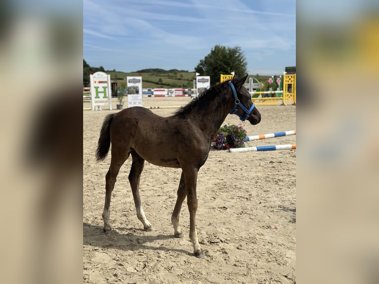 Deutsches Reitpony Hengst Fohlen (04/2026) Rappe in Marienheide