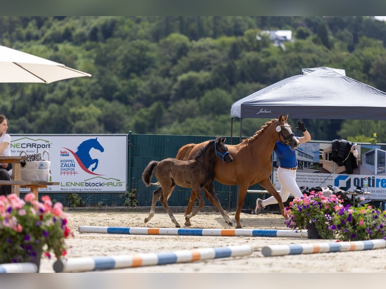 Deutsches Reitpony Hengst Fohlen (04/2026) Rappe in Marienheide
