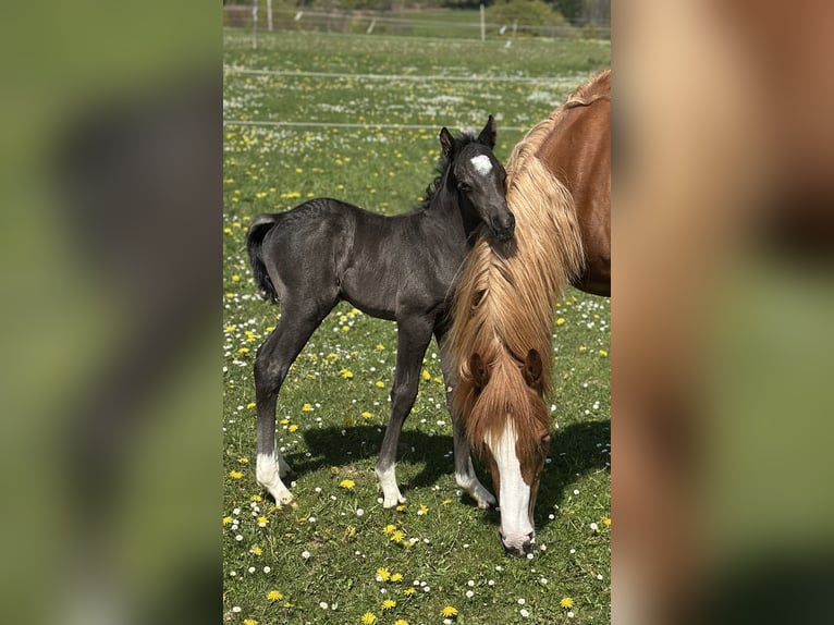Deutsches Reitpony Hengst Fohlen (04/2026) Rappe in Marienheide