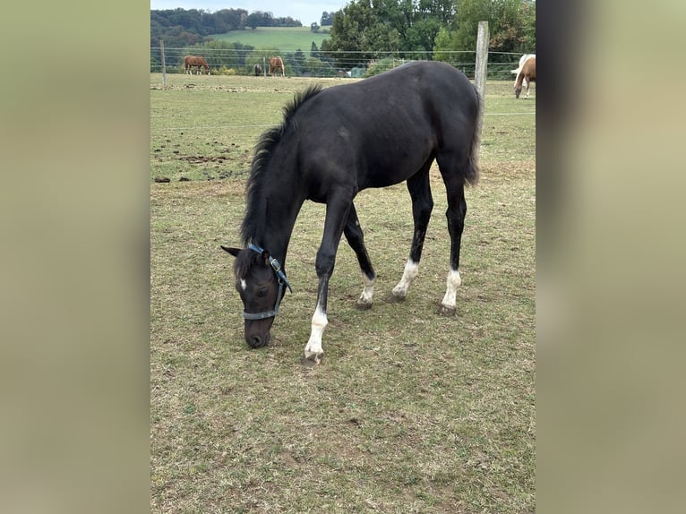 Deutsches Reitpony Hengst Fohlen (04/2026) Rappe in Marienheide