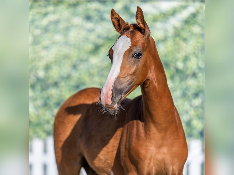 Deutsches Reitpony Hengst Fohlen (04/2026) Red Dun in Mnster-Handorf