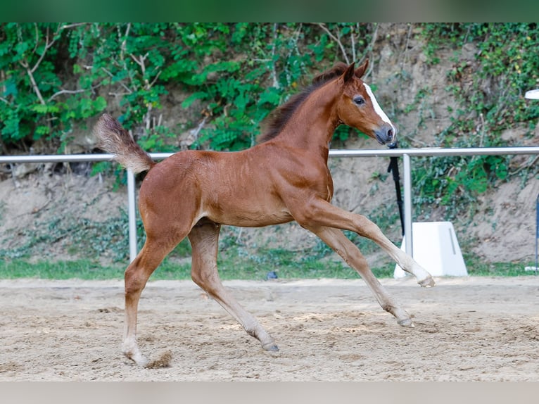 Deutsches Reitpony Hengst Fohlen (06/2025) Rotschimmel in Bakum OT Hausstette