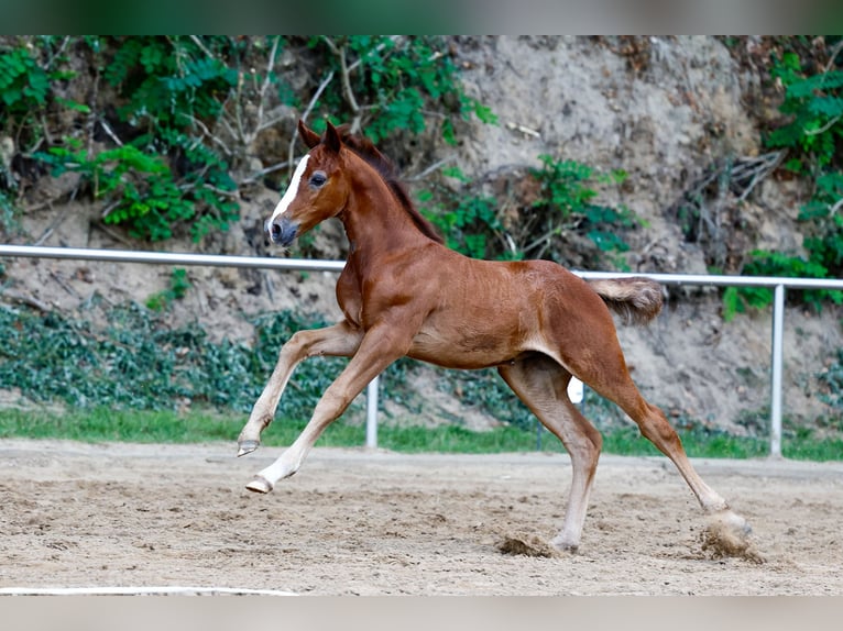 Deutsches Reitpony Hengst Fohlen (06/2025) Rotschimmel in Bakum OT Hausstette