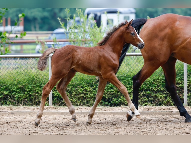 Deutsches Reitpony Hengst Fohlen (06/2025) Rotschimmel in Bakum OT Hausstette