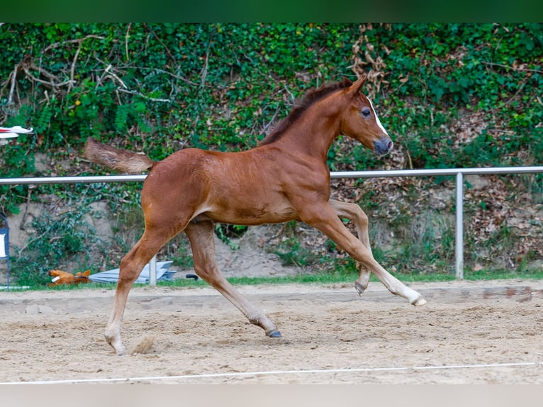 Deutsches Reitpony Hengst Fohlen (06/2025) Rotschimmel in Bakum OT Hausstette