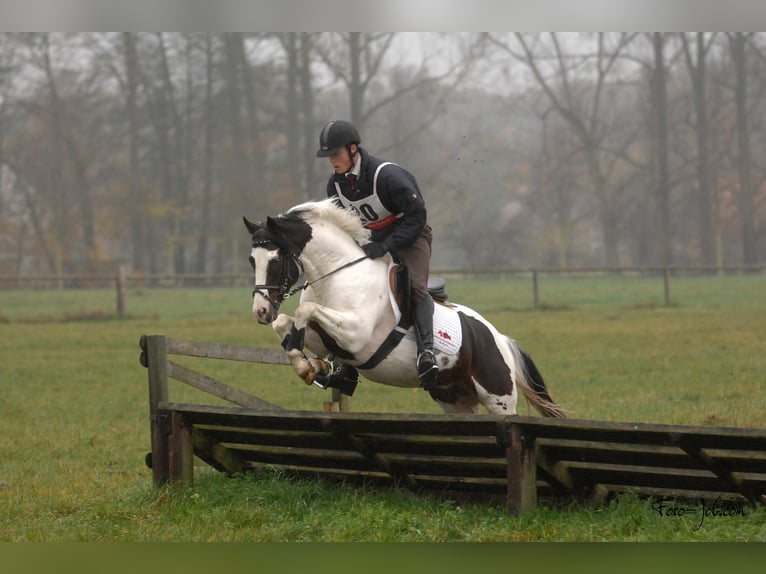 Deutsches Reitpony Hengst Fohlen (04/2026) Schecke in Ritterhude