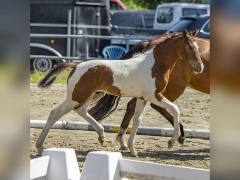 Deutsches Reitpony Hengst Fohlen (04/2026) Schecke in Ritterhude