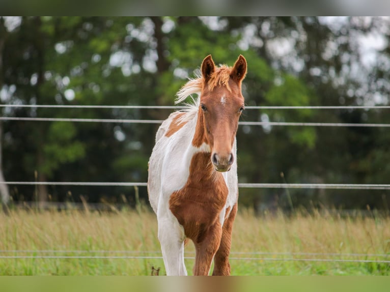 Deutsches Reitpony Hengst Fohlen (03/2025) Schecke in Bremerv&#xF6;rde