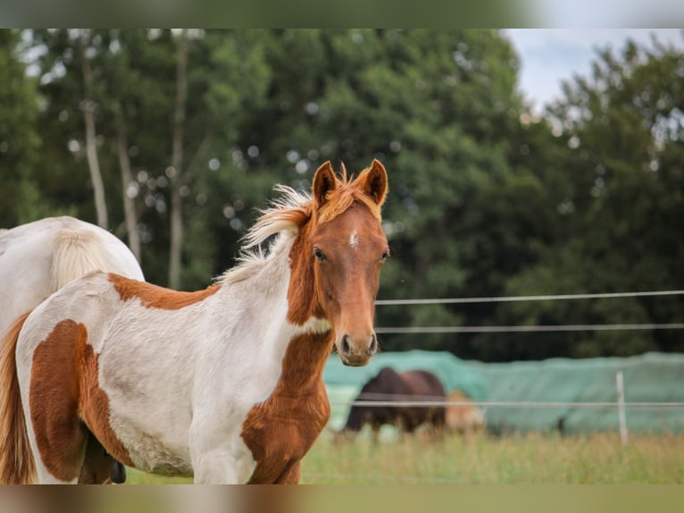 Deutsches Reitpony Hengst Fohlen (03/2025) Schecke in Bremerv&#xF6;rde
