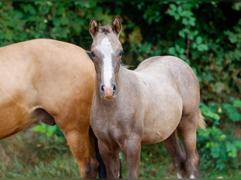 Deutsches Reitpony Hengst Fohlen (05/2024) Schimmel in Uplengen