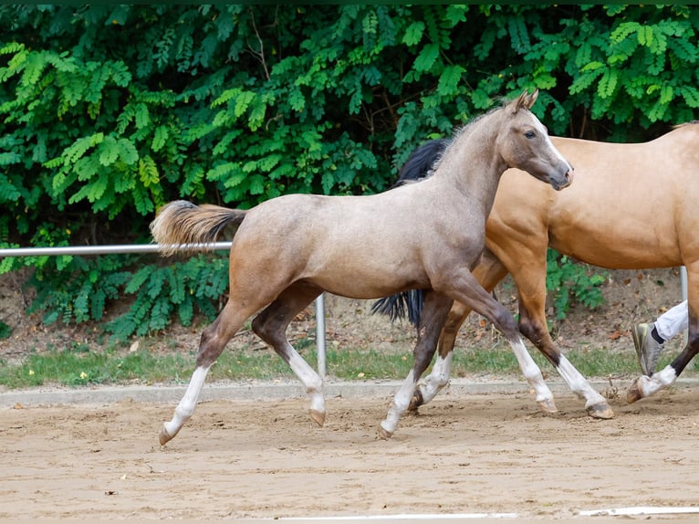 Deutsches Reitpony Hengst Fohlen (05/2024) Schimmel in Uplengen