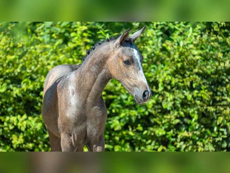 Deutsches Reitpony Hengst Fohlen (01/2024) Schimmel in Mönchengladbach