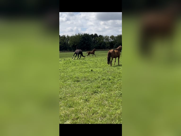 Deutsches Reitpony Hengst Fohlen (03/2025) in Ausleben