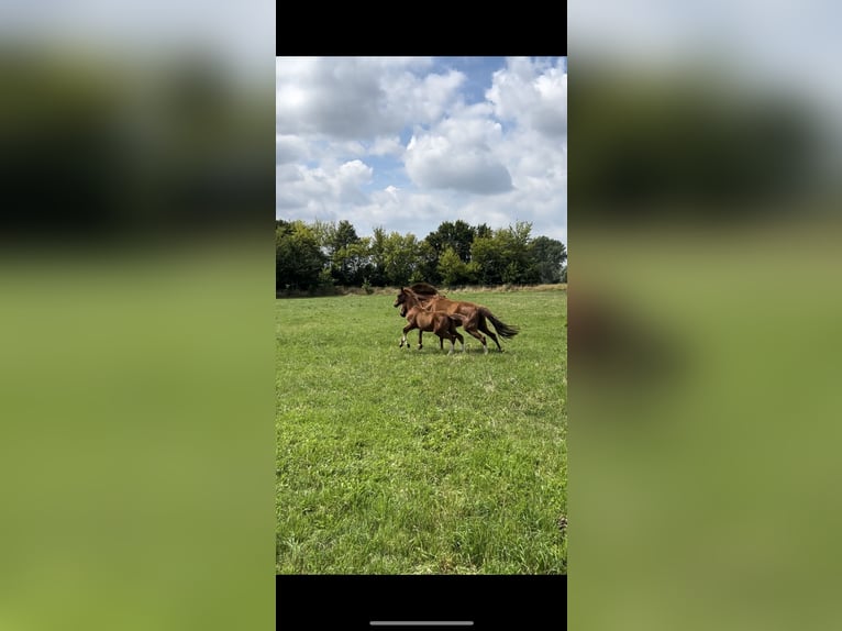 Deutsches Reitpony Hengst Fohlen (03/2025) in Ausleben