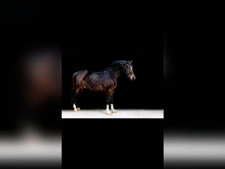 Deutsches Reitpony Hengst Fohlen (03/2025) in Ausleben