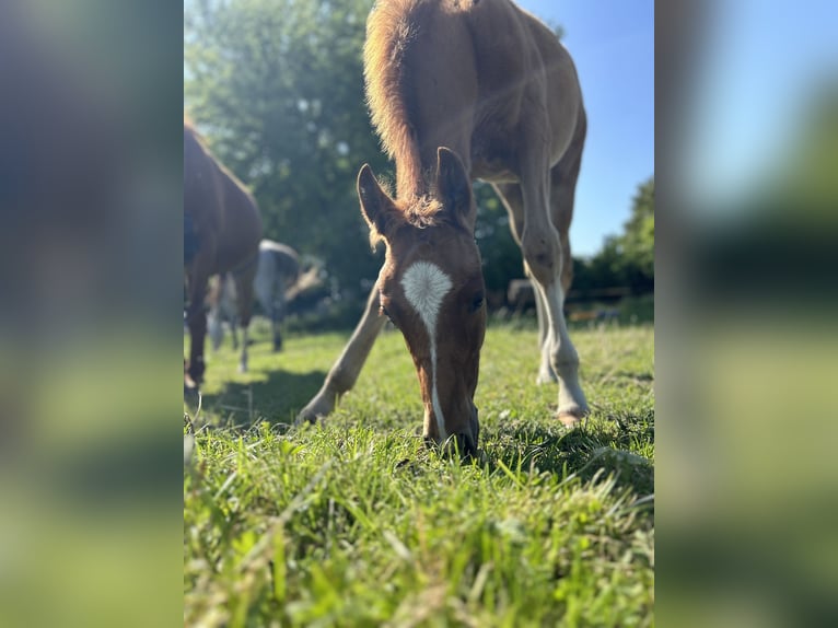 Deutsches Reitpony Hengst Fohlen (03/2025) in Ausleben
