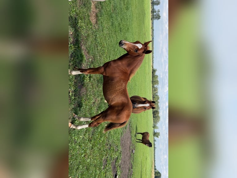 Deutsches Reitpony Hengst Fohlen (03/2025) in Ausleben