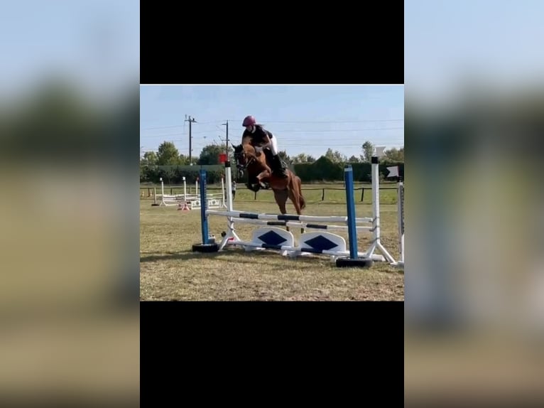 Deutsches Reitpony Hengst Fohlen (03/2025) in Ausleben
