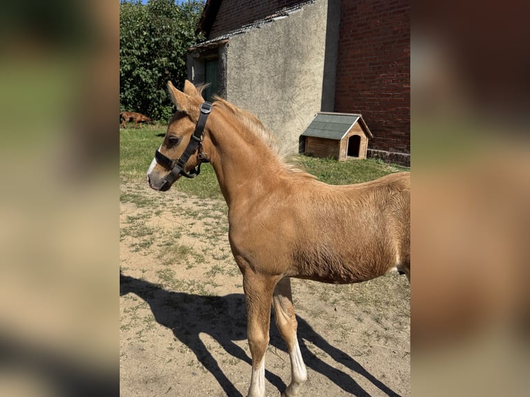 Deutsches Reitpony Hengst Fohlen (05/2026)  in Perleberg