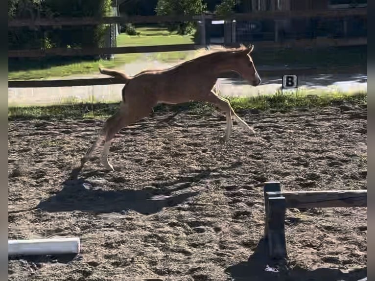 Deutsches Reitpony Hengst Fohlen (05/2026)  in Perleberg