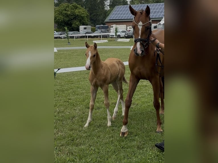Deutsches Reitpony Hengst Fohlen (05/2026)  in Perleberg