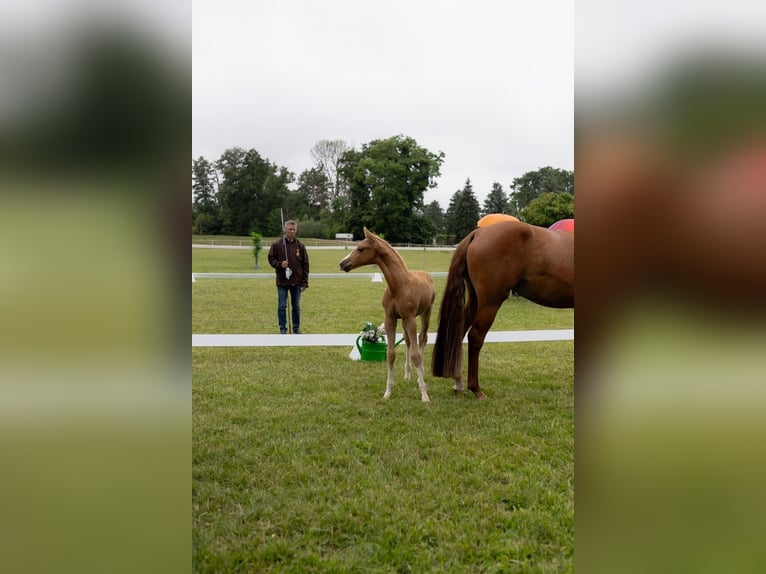 Deutsches Reitpony Hengst Fohlen (05/2026)  in Perleberg