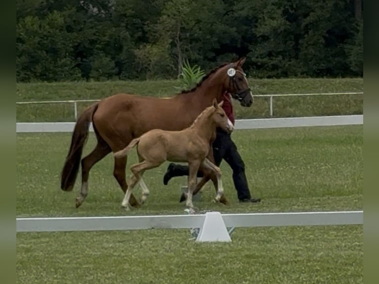 Deutsches Reitpony Hengst Fohlen (05/2026)  in Perleberg