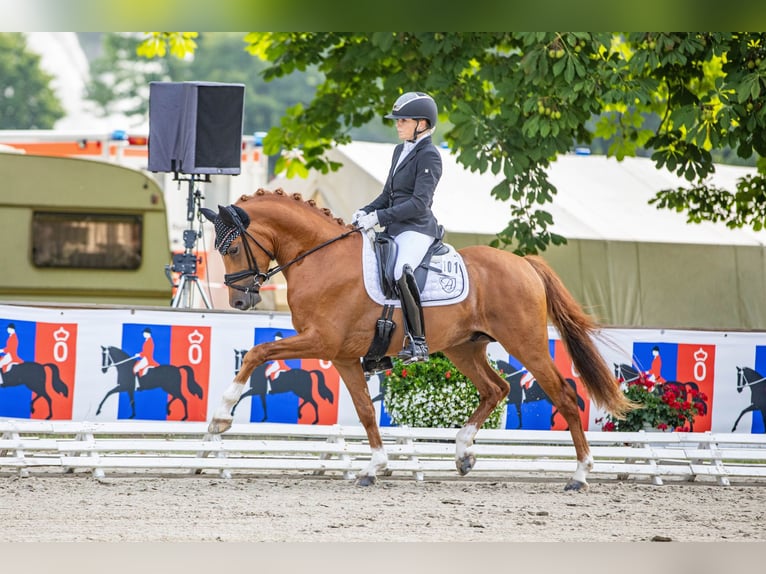 Deutsches Reitpony Hengst Fuchs in Bedburg