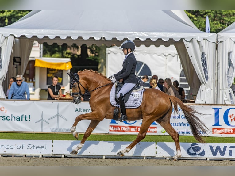 Deutsches Reitpony Hengst Fuchs in Bedburg