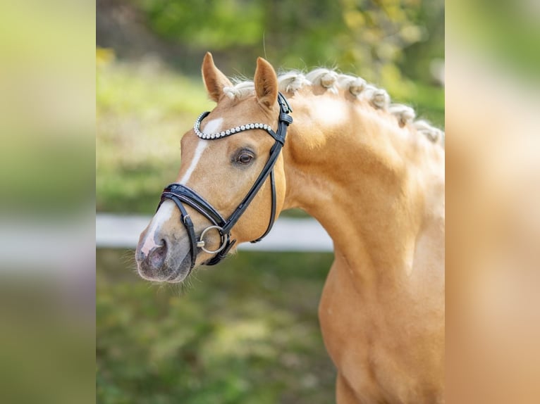 Deutsches Reitpony Hengst Palomino in Achim