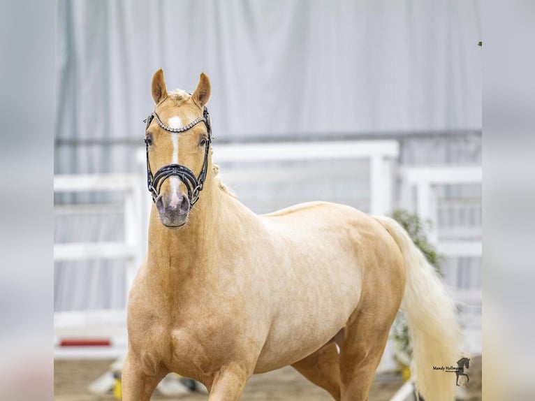 Deutsches Reitpony Hengst Palomino in Achim