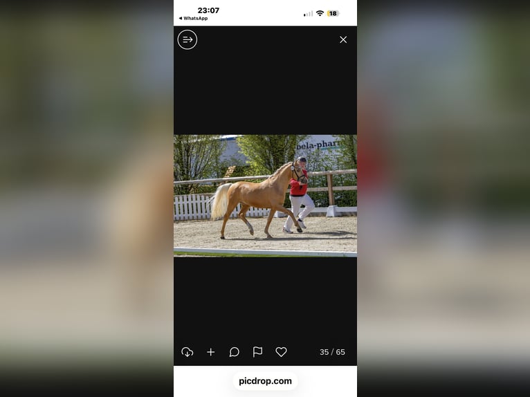 Deutsches Reitpony Hengst Palomino in Achim