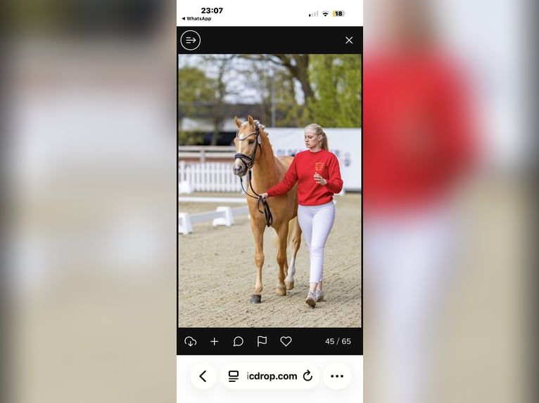 Deutsches Reitpony Hengst Palomino in Achim
