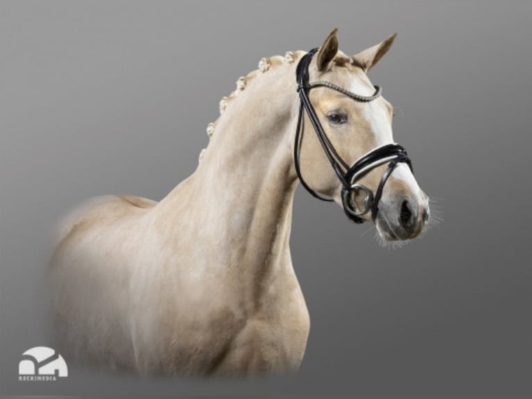 Deutsches Reitpony Hengst Palomino in Bedburg