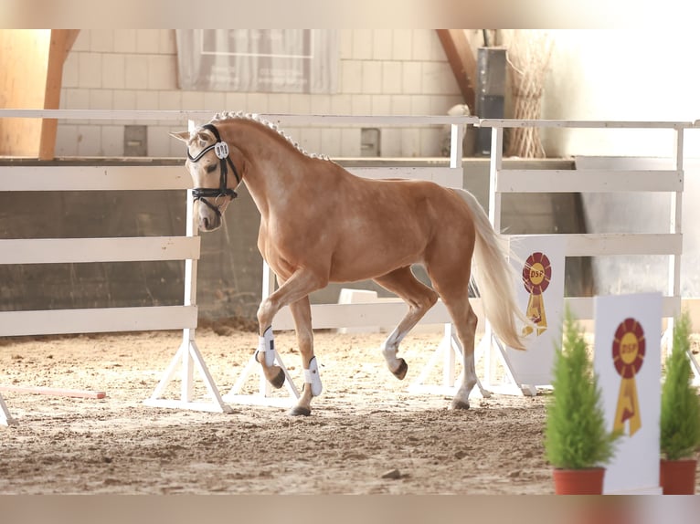 Deutsches Reitpony Hengst Palomino in Oberbarnim Bollersdorf