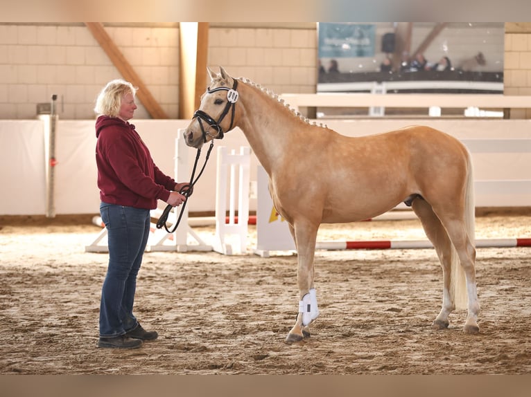 Deutsches Reitpony Hengst Palomino in Oberbarnim Bollersdorf